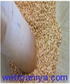 1955409646_Crushing Quality Sesame Seeds.jpg